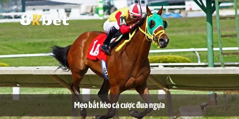 Mẹo bắt kèo cá cược đua ngựa
