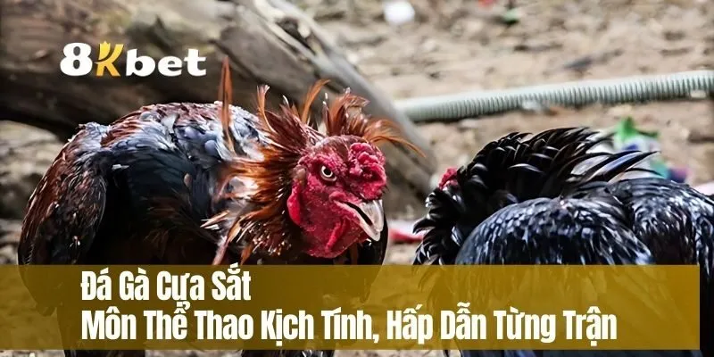 Đá Gà Cựa Sắt – Môn Thể Thao Kịch Tính, Hấp Dẫn Từng Trận
