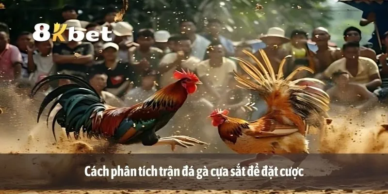 Cách phân tích trận đá gà cựa sắt để đặt cược