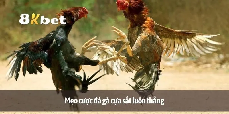 Mẹo cược đá gà cựa sắt luôn thắng