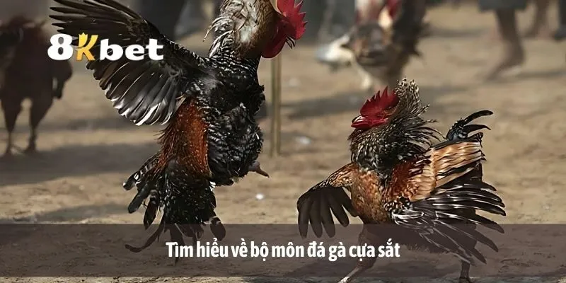 Tìm hiểu về bộ môn đá gà cựa sắt