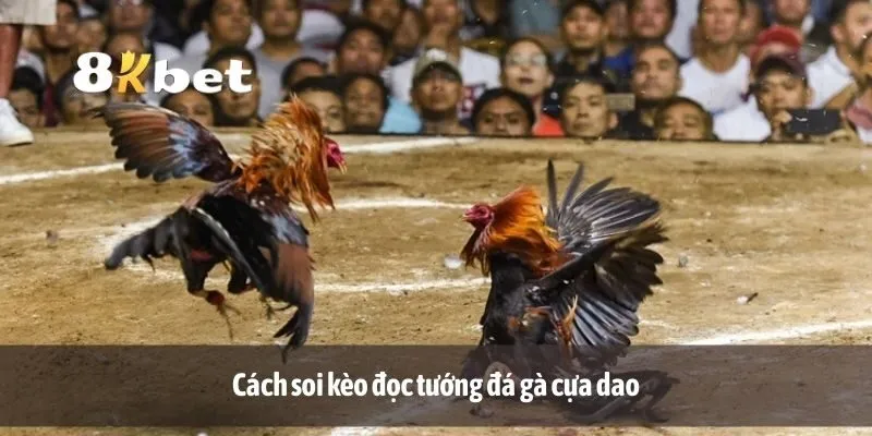Cách soi kèo đọc tướng đá gà cựa dao