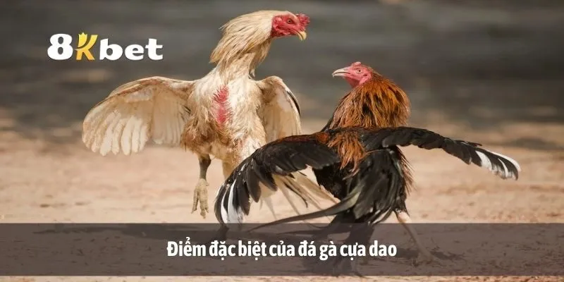 Điểm đặc biệt của đá gà cựa dao