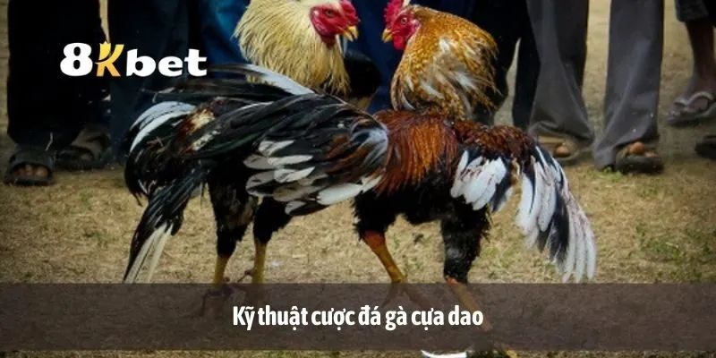 Kỹ thuật cược đá gà cựa dao