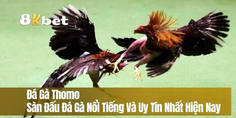 Đá Gà Thomo – Sàn Đấu Đá Gà Nổi Tiếng Và Uy Tín Nhất Hiện Nay