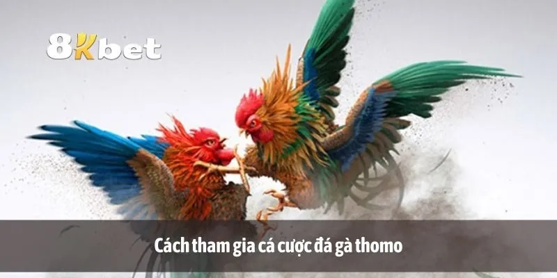 Cách tham gia cá cược đá gà thomo