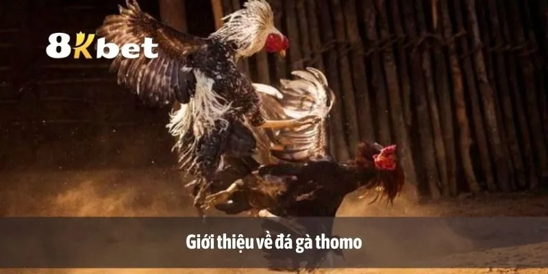 Giới thiệu về đá gà thomo
