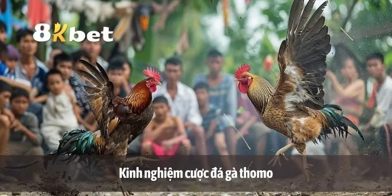 Kinh nghiệm cược đá gà thomo
