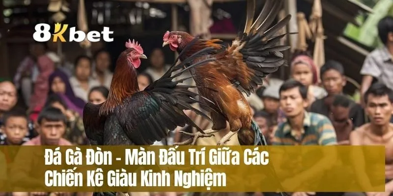 Đá Gà Đòn – Màn Đấu Trí Giữa Các Chiến Kê Giàu Kinh Nghiệm