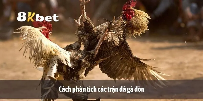 Cách phân tích các trận đá gà đòn