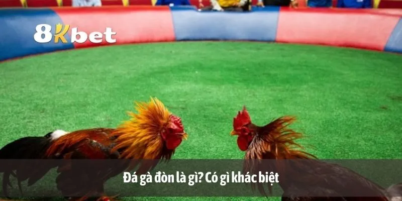 Đá gà đòn là gì? Có gì khác biệt