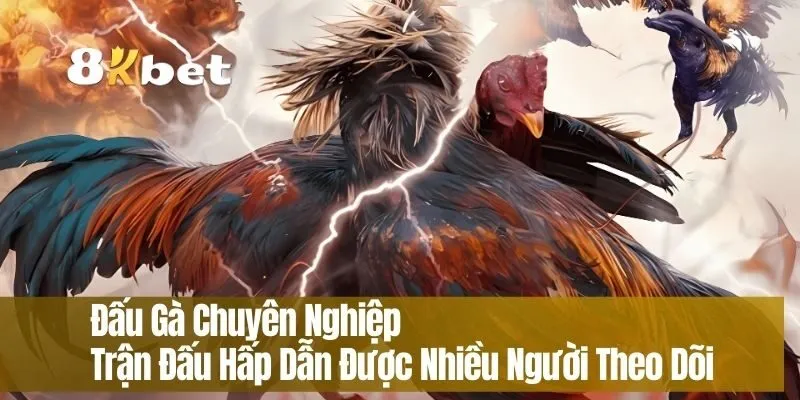 Đấu Gà Chuyên Nghiệp – Trận Đấu Hấp Dẫn Được Nhiều Người Theo Dõi