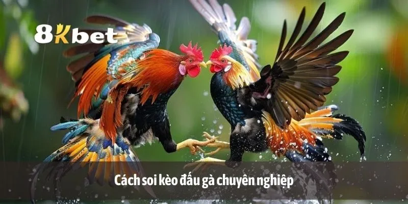 Cách soi kèo đấu gà chuyên nghiệp