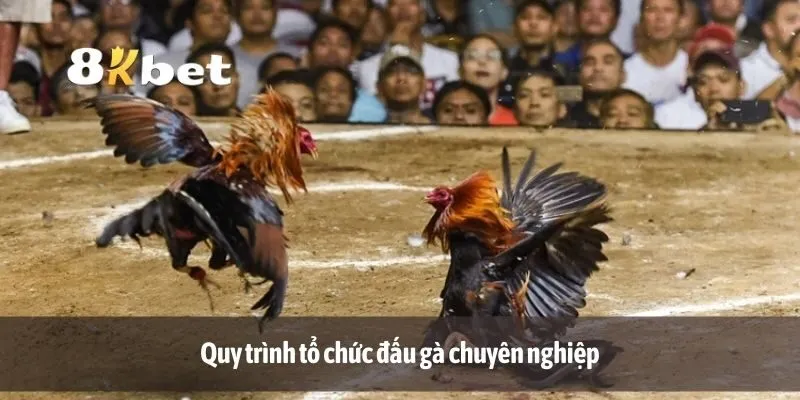 Quy trình tổ chức đấu gà chuyên nghiệp