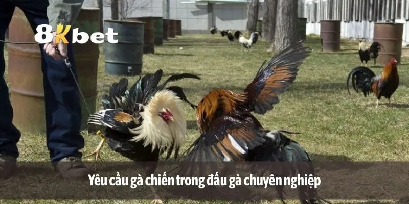 Yêu cầu gà chiến trong đấu gà chuyên nghiệp