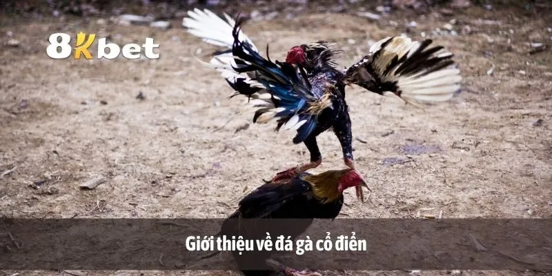 Giới thiệu về đá gà cổ điển
