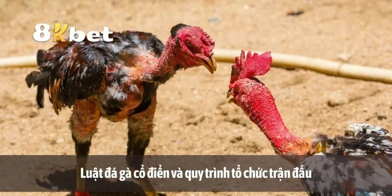 Luật đá gà cổ điển và quy trình tổ chức trận đấu