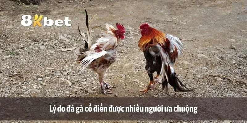 Lý do đá gà cổ điển được nhiều người ưa chuộng